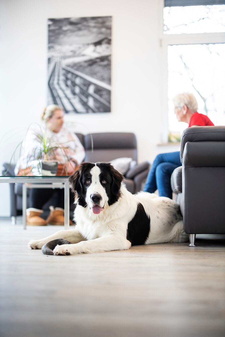 Bailey, die einjährige Landseerhündin, ist in Bad Berleburg als Therapiehund im Einsatz. Und das sehr erfolgreich.